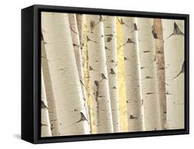 Aspen Trees, White River National Forest Colorado, USA-Charles Gurche-Framed Stretched Canvas