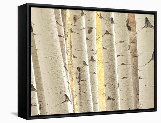 Aspen Trees, White River National Forest Colorado, USA-Charles Gurche-Framed Stretched Canvas