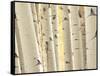 Aspen Trees, White River National Forest Colorado, USA-Charles Gurche-Framed Stretched Canvas