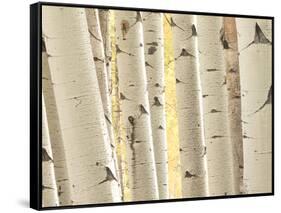 Aspen Trees, White River National Forest Colorado, USA-Charles Gurche-Framed Stretched Canvas