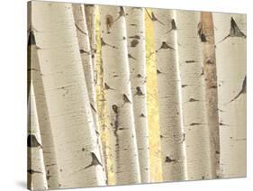 Aspen Trees, White River National Forest Colorado, USA-Charles Gurche-Stretched Canvas