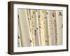 Aspen Trees, White River National Forest Colorado, USA-Charles Gurche-Framed Premium Photographic Print