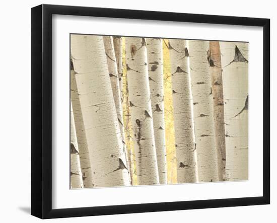 Aspen Trees, White River National Forest Colorado, USA-Charles Gurche-Framed Premium Photographic Print