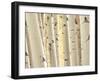 Aspen Trees, White River National Forest Colorado, USA-Charles Gurche-Framed Premium Photographic Print