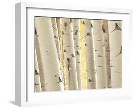 Aspen Trees, White River National Forest Colorado, USA-Charles Gurche-Framed Premium Photographic Print