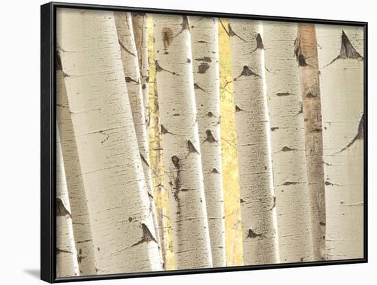 Aspen Trees, White River National Forest Colorado, USA-Charles Gurche-Framed Photographic Print