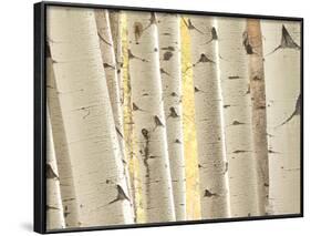 Aspen Trees, White River National Forest Colorado, USA-Charles Gurche-Framed Photographic Print