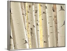 Aspen Trees, White River National Forest Colorado, USA-Charles Gurche-Framed Photographic Print