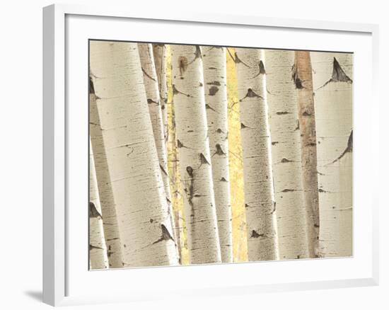 Aspen Trees, White River National Forest Colorado, USA-Charles Gurche-Framed Photographic Print