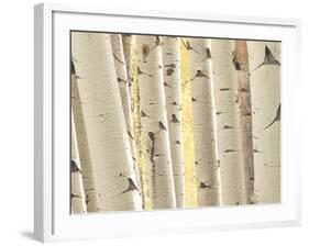 Aspen Trees, White River National Forest Colorado, USA-Charles Gurche-Framed Photographic Print