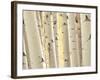 Aspen Trees, White River National Forest Colorado, USA-Charles Gurche-Framed Photographic Print