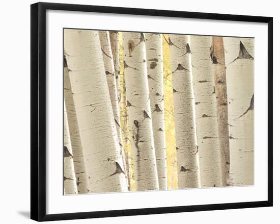 Aspen Trees, White River National Forest Colorado, USA-Charles Gurche-Framed Photographic Print