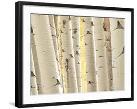 Aspen Trees, White River National Forest Colorado, USA-Charles Gurche-Framed Photographic Print