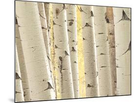 Aspen Trees, White River National Forest Colorado, USA-Charles Gurche-Mounted Photographic Print