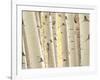 Aspen Trees, White River National Forest Colorado, USA-Charles Gurche-Framed Photographic Print