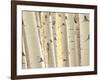 Aspen Trees, White River National Forest Colorado, USA-Charles Gurche-Framed Photographic Print