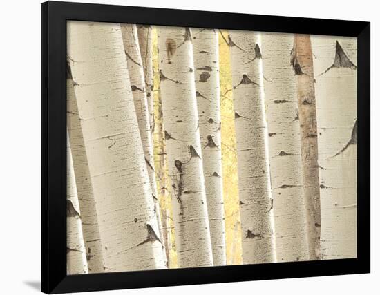 Aspen Trees, White River National Forest Colorado, USA-Charles Gurche-Framed Photographic Print