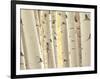 Aspen Trees, White River National Forest Colorado, USA-Charles Gurche-Framed Photographic Print