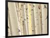 Aspen Trees, White River National Forest Colorado, USA-Charles Gurche-Framed Photographic Print