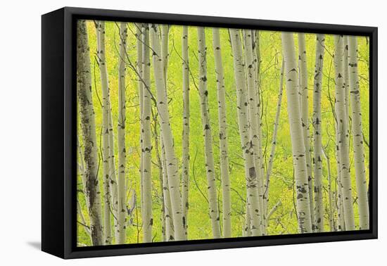 Aspen Trees, White River National Forest Colorado, USA-Charles Gurche-Framed Stretched Canvas