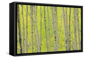 Aspen Trees, White River National Forest Colorado, USA-Charles Gurche-Framed Stretched Canvas