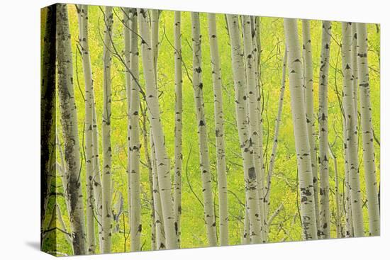 Aspen Trees, White River National Forest Colorado, USA-Charles Gurche-Stretched Canvas