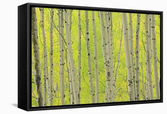 Aspen Trees, White River National Forest Colorado, USA-Charles Gurche-Framed Stretched Canvas