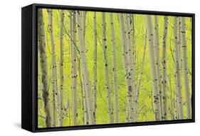Aspen Trees, White River National Forest Colorado, USA-Charles Gurche-Framed Stretched Canvas