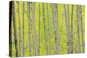 Aspen Trees, White River National Forest Colorado, USA-Charles Gurche-Stretched Canvas