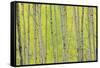 Aspen Trees, White River National Forest Colorado, USA-Charles Gurche-Framed Stretched Canvas