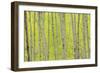 Aspen Trees, White River National Forest Colorado, USA-Charles Gurche-Framed Photographic Print