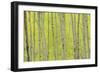 Aspen Trees, White River National Forest Colorado, USA-Charles Gurche-Framed Photographic Print