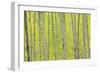 Aspen Trees, White River National Forest Colorado, USA-Charles Gurche-Framed Photographic Print