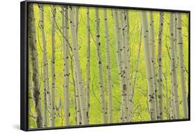 Aspen Trees, White River National Forest Colorado, USA-Charles Gurche-Framed Photographic Print