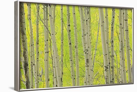 Aspen Trees, White River National Forest Colorado, USA-Charles Gurche-Framed Photographic Print