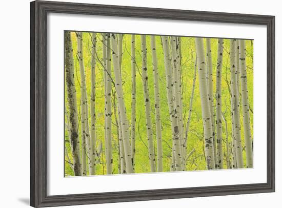 Aspen Trees, White River National Forest Colorado, USA-Charles Gurche-Framed Photographic Print