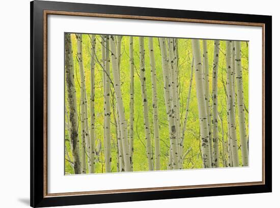 Aspen Trees, White River National Forest Colorado, USA-Charles Gurche-Framed Photographic Print