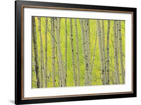 Aspen Trees, White River National Forest Colorado, USA-Charles Gurche-Framed Photographic Print