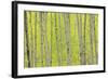 Aspen Trees, White River National Forest Colorado, USA-Charles Gurche-Framed Photographic Print