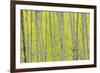 Aspen Trees, White River National Forest Colorado, USA-Charles Gurche-Framed Photographic Print