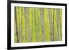 Aspen Trees, White River National Forest Colorado, USA-Charles Gurche-Framed Photographic Print