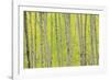 Aspen Trees, White River National Forest Colorado, USA-Charles Gurche-Framed Photographic Print