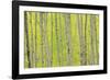 Aspen Trees, White River National Forest Colorado, USA-Charles Gurche-Framed Photographic Print