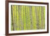 Aspen Trees, White River National Forest Colorado, USA-Charles Gurche-Framed Photographic Print