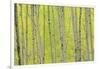 Aspen Trees, White River National Forest Colorado, USA-Charles Gurche-Framed Photographic Print