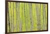 Aspen Trees, White River National Forest Colorado, USA-Charles Gurche-Framed Photographic Print