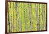 Aspen Trees, White River National Forest Colorado, USA-Charles Gurche-Framed Photographic Print