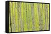 Aspen Trees, White River National Forest Colorado, USA-Charles Gurche-Framed Stretched Canvas