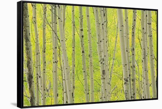 Aspen Trees, White River National Forest Colorado, USA-Charles Gurche-Framed Stretched Canvas