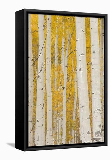 Aspen Trees, White River National Forest Colorado, USA-Charles Gurche-Framed Stretched Canvas